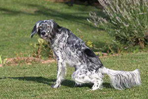 Peeing: Dog English Setter Dog urinating
