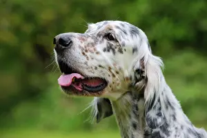 Setter: DOG. English setter head shot