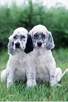 Setter: Dog - English Setter Puppies x two, sitting