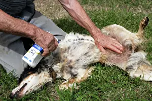 Flea: Dog - English Setter - being sprayed with anti-flea