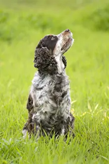 Obedience: Dog English Springer in grass France