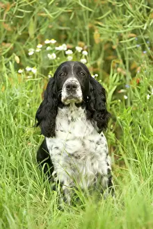 Gudogs: Dog - English springer spaniel