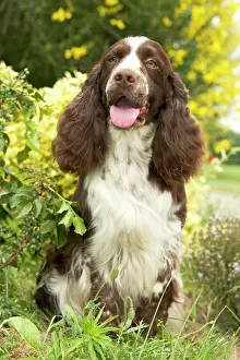 Liver: Dog - English springer spaniel