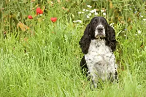 Gudogs: Dog - English springer spaniel