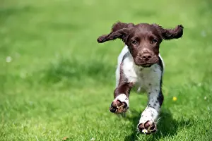Springer: DOG - English Springer Spaniel