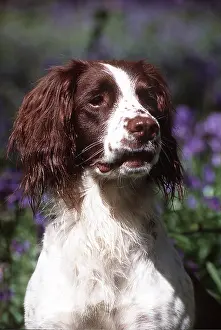 Springer: DOG - English Springer Spaniel - In bluebells