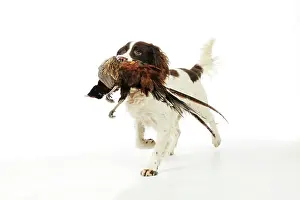 Retrieving: DOG. English springer spaniel carrying pheasant in mouth