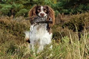 Retrieving: DOG. English springer spaniel holding grouse in mouth