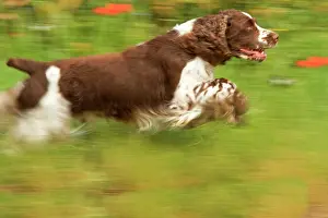 Liver: Dog - English springer spaniel running