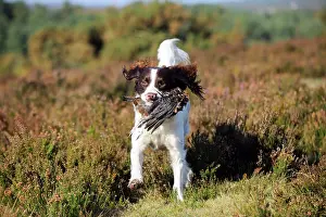 Retrieving: DOG. English springer spaniel running through heather