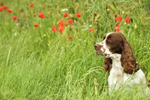 Liver: Dog - English springer spaniel sitting in field with poppies