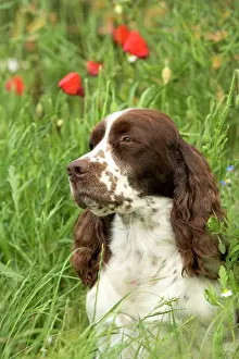 Liver: Dog - English springer spaniel sitting in field with poppies