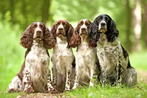 Liver: Dog - English springer spaniel - four sitting in row