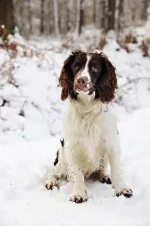 Springer: DOG. English springer spaniel sitting in the snow