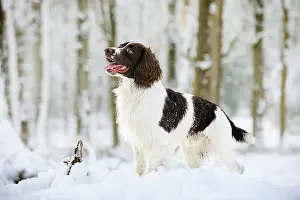 Springer: DOG. English springer spaniel standing in the snow