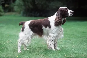 Springer: DOG - English Springer Spaniel - side view, standing