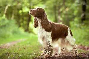 Liver: Dog - English springer spaniel in woodland