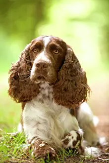 Liver: Dog - English springer spaniel in woodland