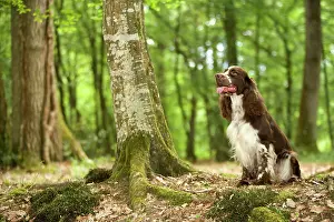 Liver: Dog - English springer spaniel in woodland