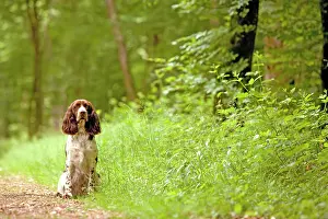 Obedience: Dog - English springer spaniel on woodland path