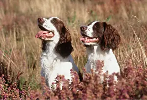 Springer: DOG - ENGLISH SPRINGER SPANIELS- PAIR in heather