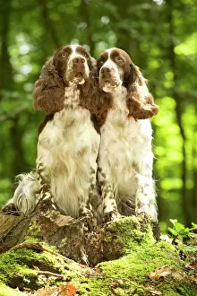 Liver: Dog - two English springer spaniels in woodland