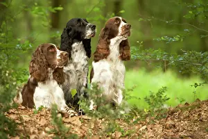 Liver: Dog - English springer spaniels in woodland