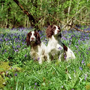 Springer: DOG - ENGLISH SPRINGER SPANIELS X2 2 1/4 in bluebells