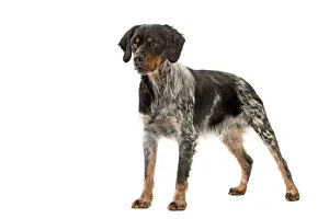 Epagneul: Dog - Epagneul Breton