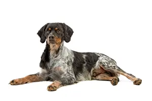 Epagneul: Dog - Epagneul Breton