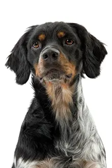 Epagneul: Dog - Epagneul Breton