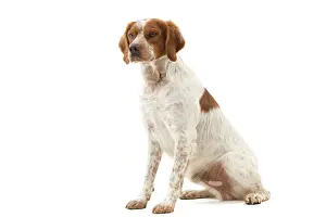 Epagneul: Dog - Epagneul Breton