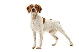 Epagneul: Dog - Epagneul Breton
