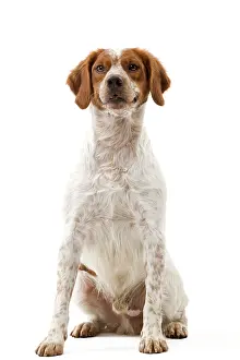Epagneul: Dog - Epagneul Breton