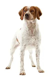 Epagneul: Dog - Epagneul Breton