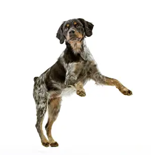 Epagneul: Dog - Epagneul Breton - on hind legs