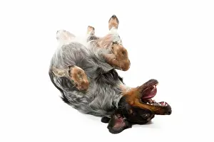 Epagneul: Dog - Epagneul Breton - rolling on back