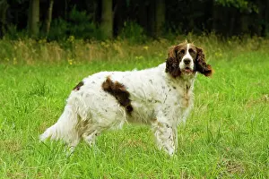 Epagneul: Dog - Epagneul Francais
