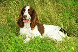 Epagneul: Dog - Epagneul Francais - lying amongst grass