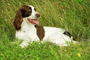 Epagneul: Dog - Epagneul Francais - lying amongst grass
