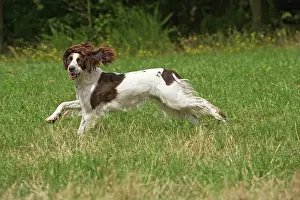 Epagneul: Dog - Epagneul Francais - running through field