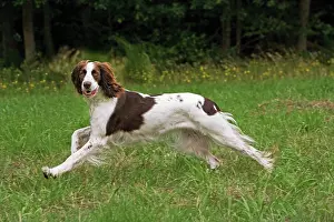 Epagneul: Dog - Epagneul Francais - running through field