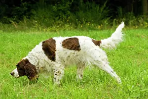 Epagneul: Dog - Epagneul Francais - scenting