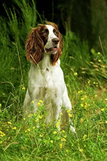 Dog - Epagneul Francais - sitting amongst flowers