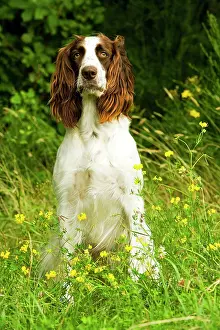 Epagneul: Dog - Epagneul Francais - sitting amongst flowers