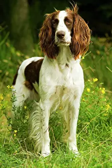Epagneul: Dog - Epagneul Francais - standing amongst flowers