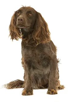 Epagneul: Dog - Epagneul de Saint-Usuge. Also known as Saint