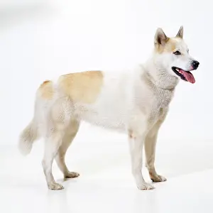 Eskimo: Dog - Eskimo / Greenland Dog