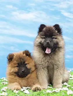 Eurasier: Dog - Eurasier puppies