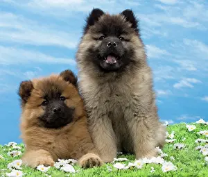 Eurasier: Dog - Eurasier puppies
